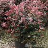 Photinia fraseri (x)'Little Red Robin'