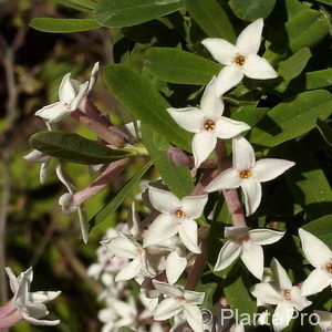 Daphne burkwoodii (x)'Somerset'