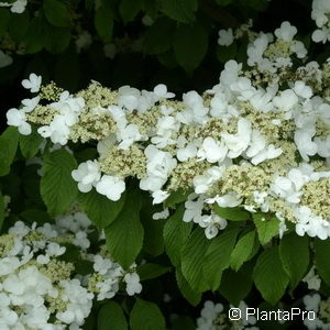 Viburnum plicatumf. tomentosum