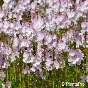 Sidalcea'Elsie Heugh'