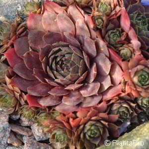 Sempervivumrot