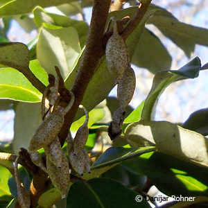 Elaeagnus ebbingei (x)