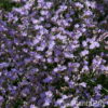 Limonium latifolium