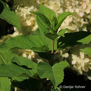 Hydrangea paniculata'Lime Light'