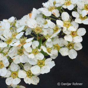 Spiraea cinerea (x)'Grefsheim'