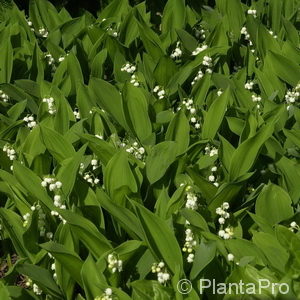 Convallaria majalis