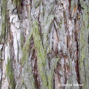 Sequoiadendron giganteum