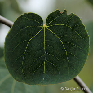 Cercidiphyllum japonicum'Pendulum'