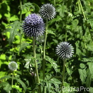 Echinops bannaticus'Taplow Blue'