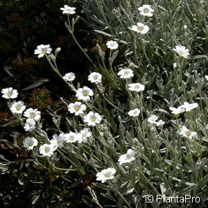 Cerastium tomentosum