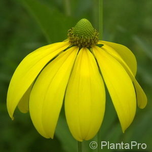 Rudbeckia nitida'Herbstsonne'