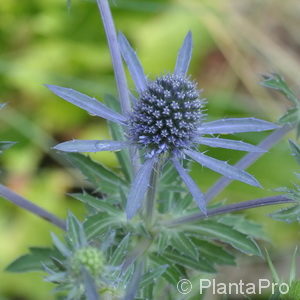 Eryngium planum'Blauer Zwerg'