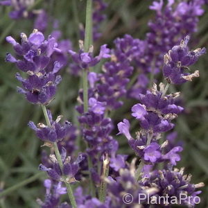 Lavandula angustifoliablau