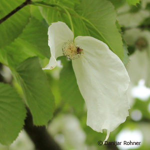 Davidia involucrata