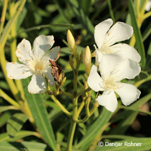 Nerium oleanderweiss