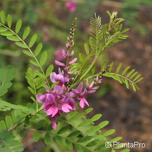 Indigofera heterantha