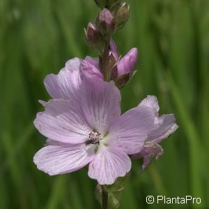 Sidalcea'Elsie Heugh'