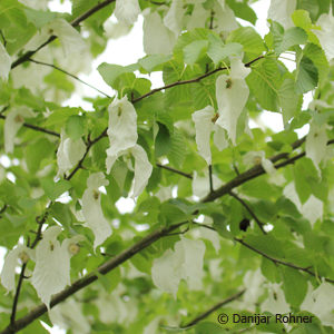 Davidia involucrata