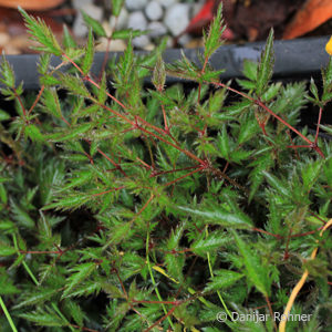 Astilbe (Simplicifolia-Gruppe)'Sprite'