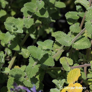 Nepeta faassenii (x)'Superba'