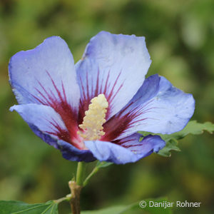 Hibiscus syriacus'Oiseau Bleu'