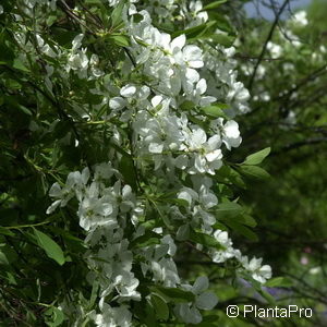 Exochorda racemosa