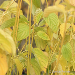 Cornus sericea'Flaviramea'