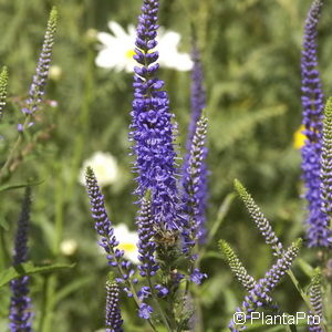 Veronica longifolia'Blauriesin'