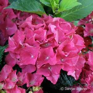 Hydrangea macrophyllaBall rot