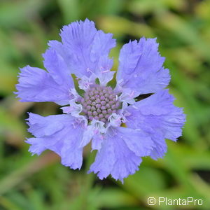 Scabiosa caucasica'Perfecta'