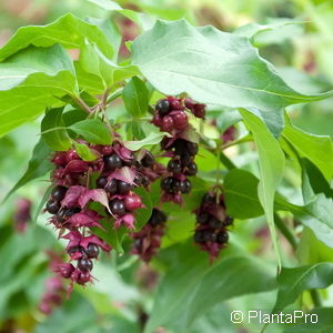 Leycesteria formosa