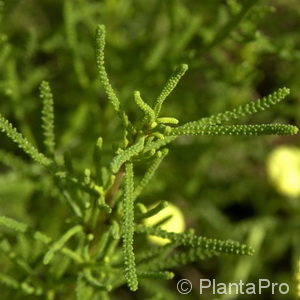 Santolina rosmarinifolia