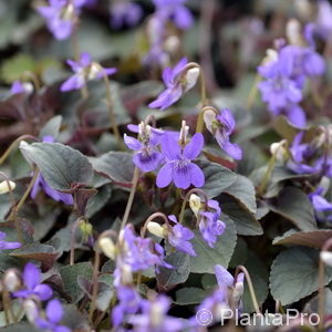 Viola labradorica