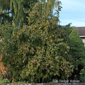 Corylus avellana'Contorta'