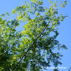 Gleditsia triacanthos'Skyline'