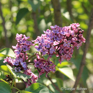 Syringa vulgaris'Andenken an Ludwig Späth'