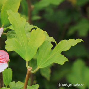 Hibiscus syriacus'Hamabo'