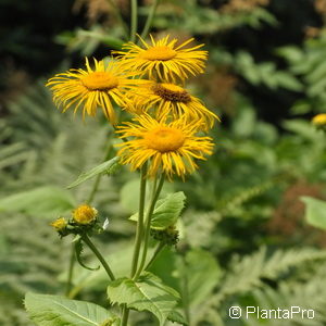 Buphthalmum salicifolium