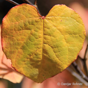 Cercis canadensis'Forest Pansy'