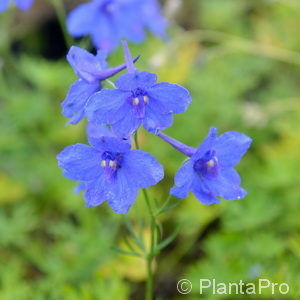 Delphinium grandiflorum'Blauer Zwerg'