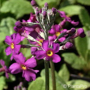 Primula beesiana