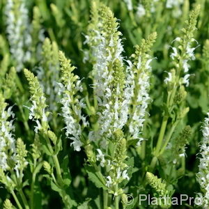 Salvia nemorosa'Adrian'