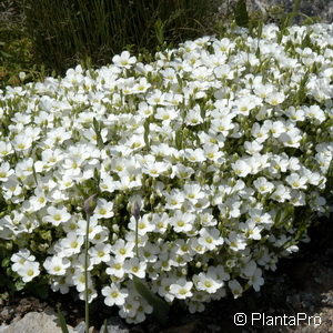 Dryas octopetala