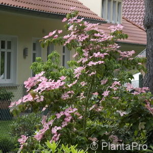 Cornus kousa'Satomi'