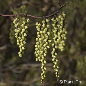 Stachyurus praecox