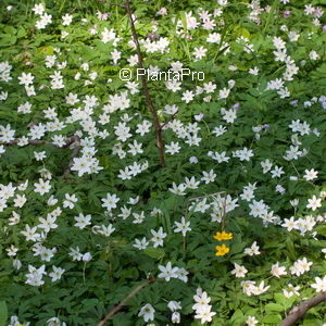 Anemone nemorosa