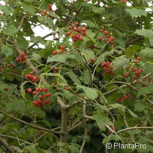 Viburnum opulus'Compactum'