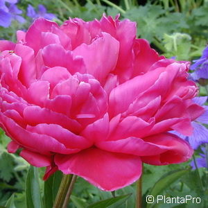 Paeonia officinalis'Rubra Plena'