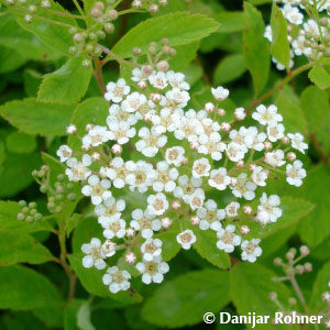 Spiraea decumbens