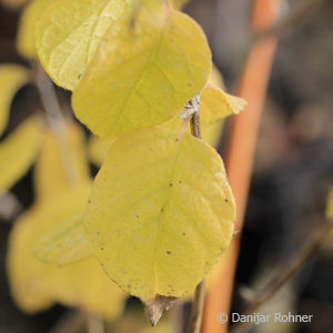 Lonicera xylosteum